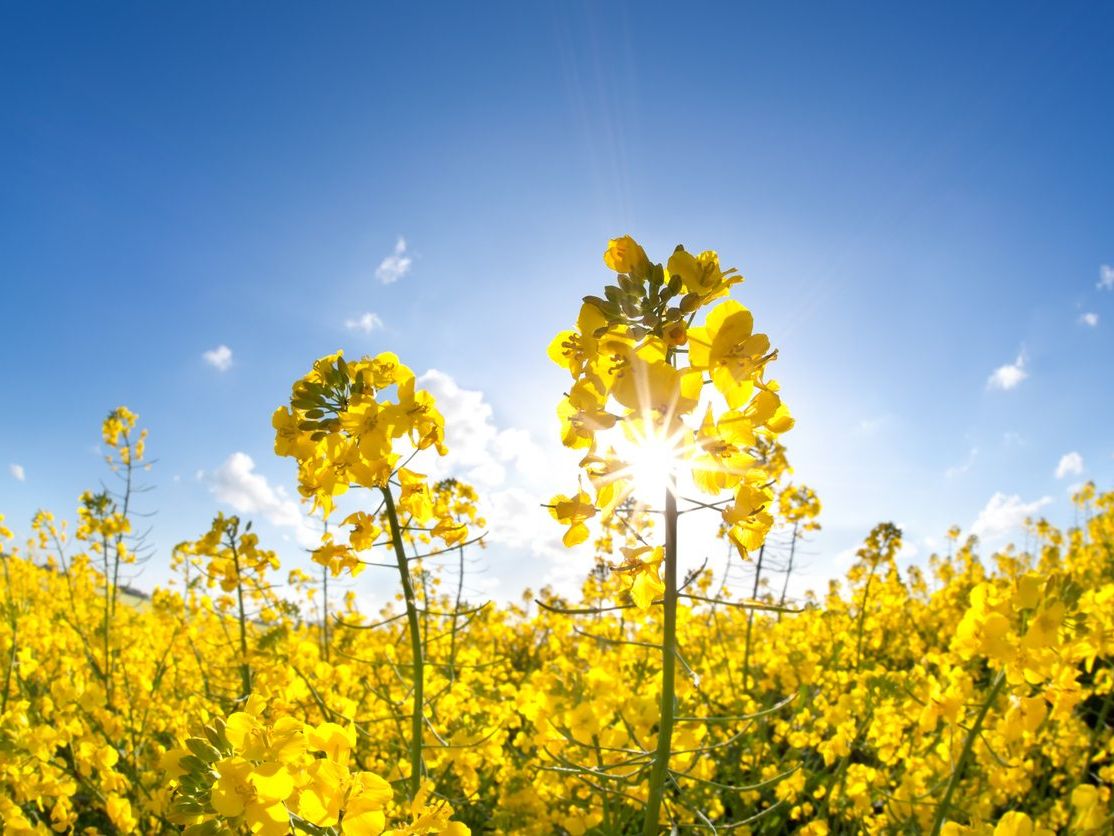 Yellow Rape Flower Seeds blooming in flower beds, containers, borders, and pollinator-friendly gardens