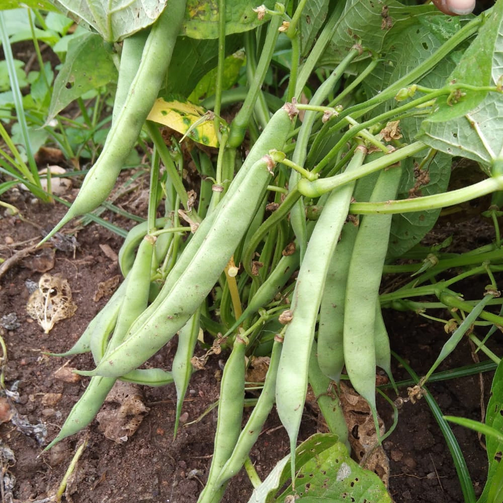 White Bush Bean Seeds for Home Planting