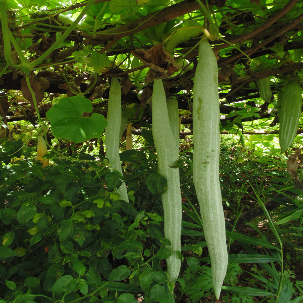 Green Snake Gourd Vegetable Seeds for Your Garden
