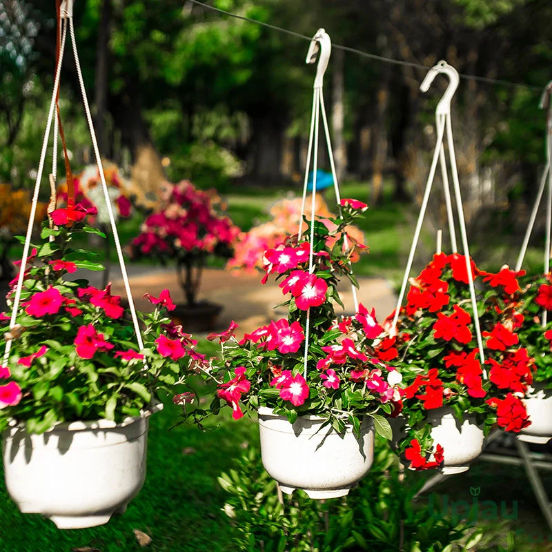 Vinca Annual Raspberry Cooling Seeds for Beautiful Blooms