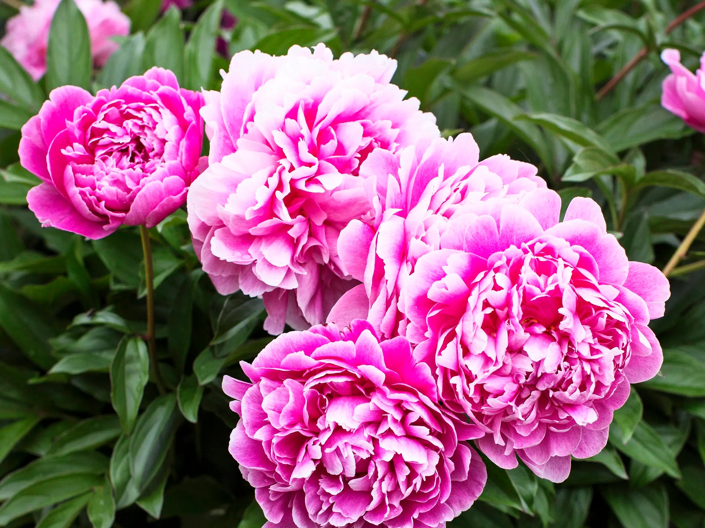 Fern Leaf Peony Pink Seeds for Planting - Elegant Perennial Blooms - Evergrowseeds
