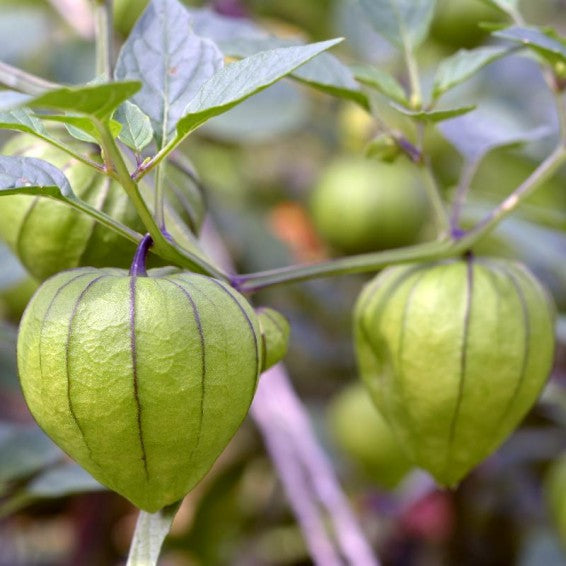Tomatillo Seeds for Planting Grow Your Own Veggies