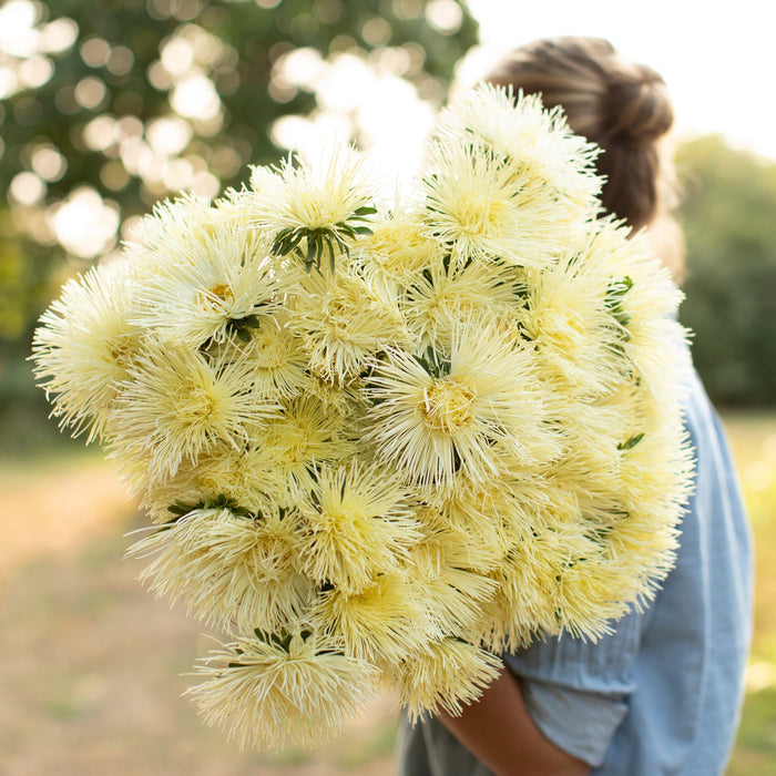 Yellow Chinese Aster Flower Seeds for Bright Yellow Blooms