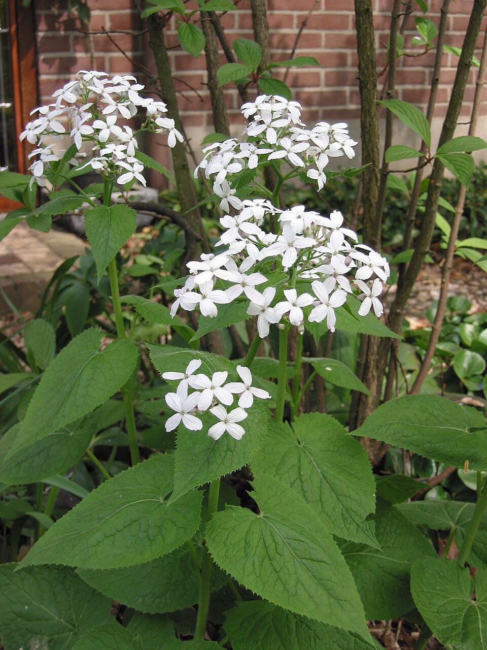 White Lunaria Flower seeds for Planting - Drought Tolerant, Heirloom & GMO Free Seeds for Home Garden