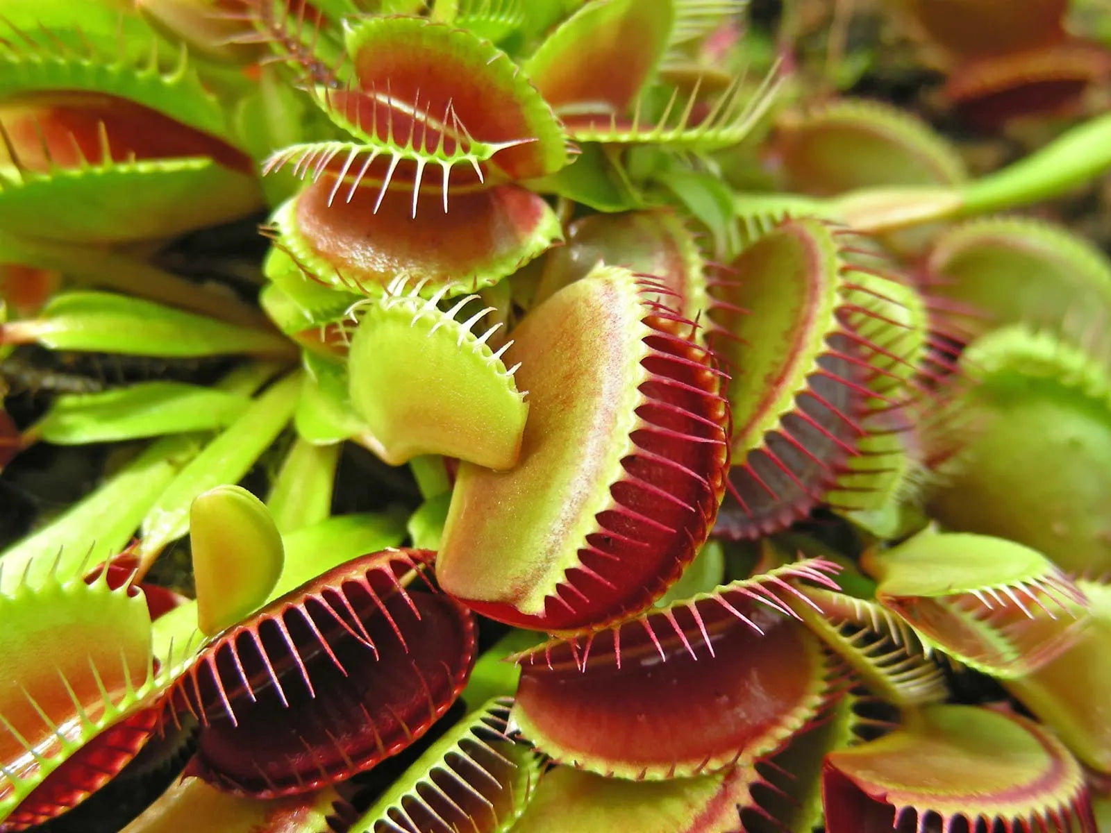 Exotic Carnivorous Plant Seeds - Perfect For Easy Planting Seeds