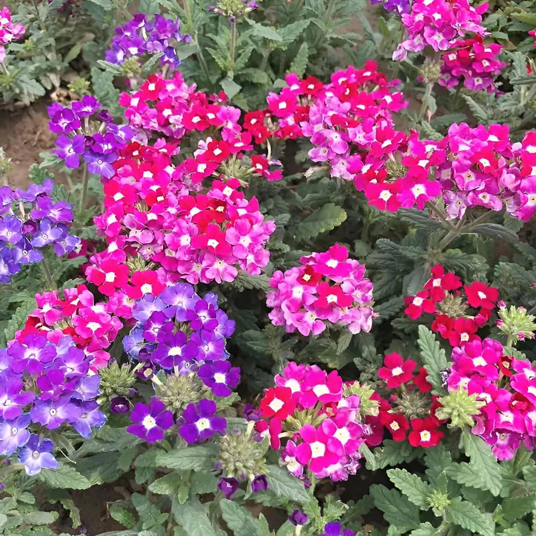 Mixed-Color Verbena Flower Seeds for Planting