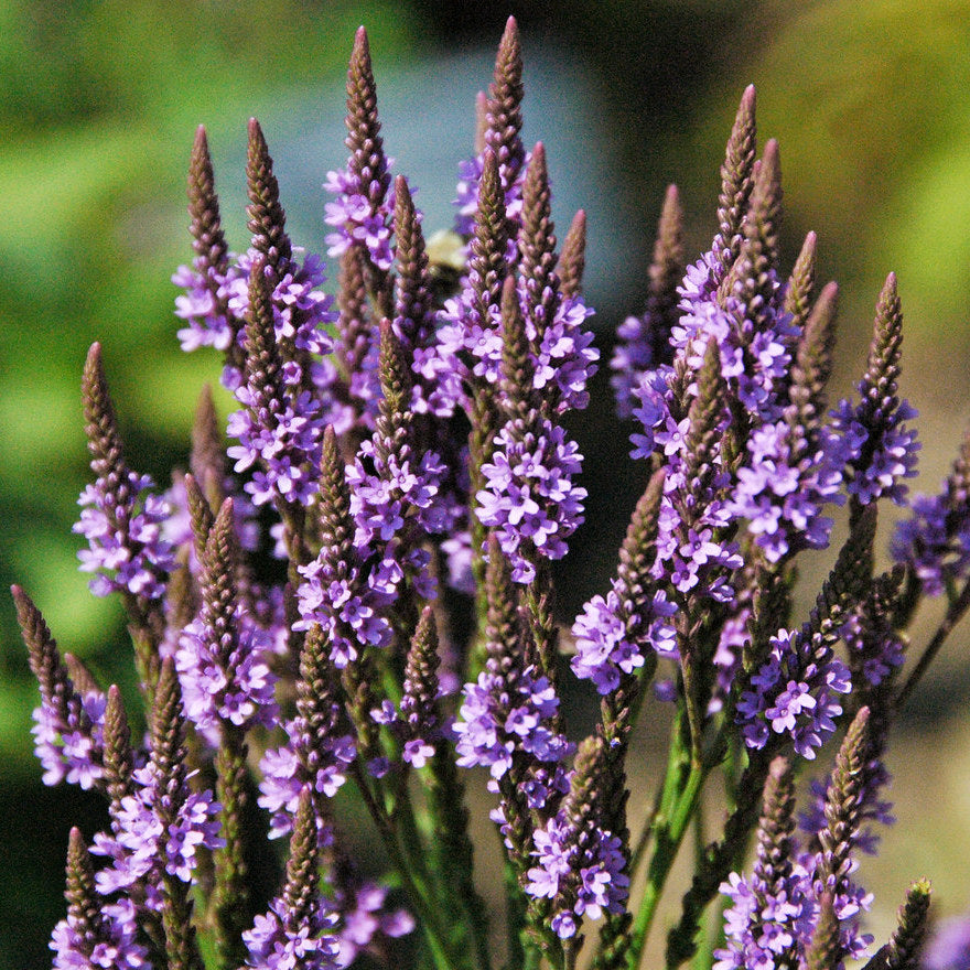 Blue Vervain Flower seeds for Planting - Premium Quality, Heirloom & GMO Free Seeds for Home Garden