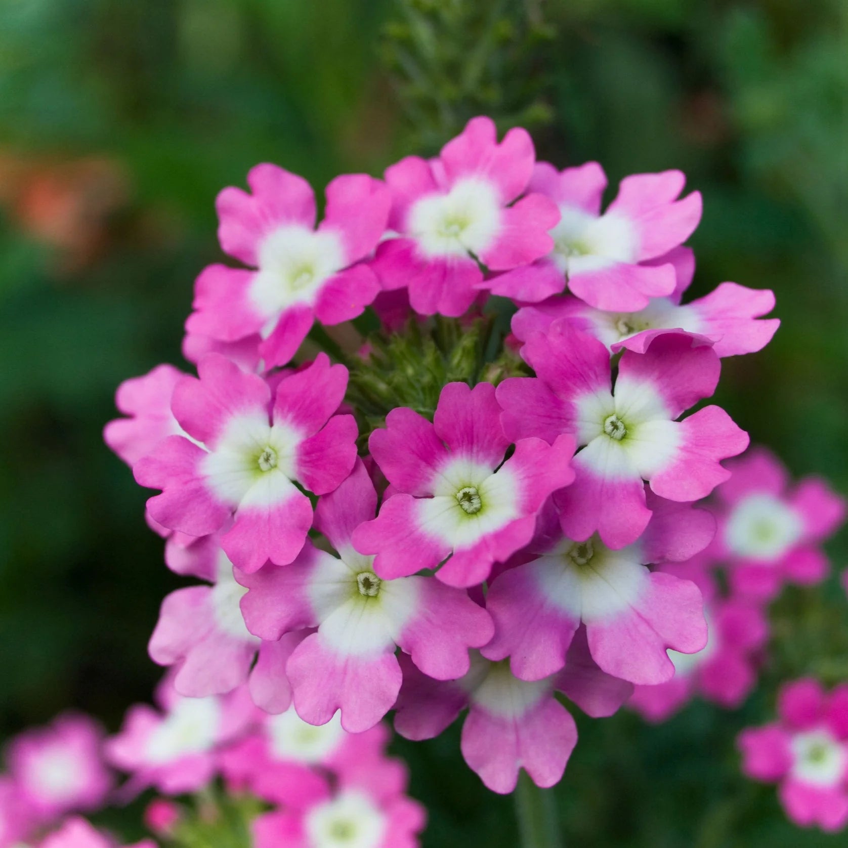 Burgundy Verbena Flower seeds for Planting - Pollinator Friendly, Heirloom & GMO Free Seeds for Home Garden