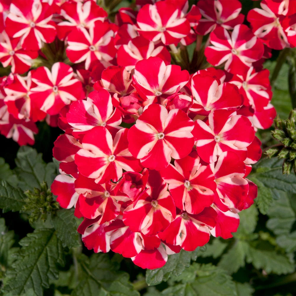 Stripe Verbena Flower seeds for Planting - Wildflower Mix, Heirloom & GMO Free Seeds for Home Garden