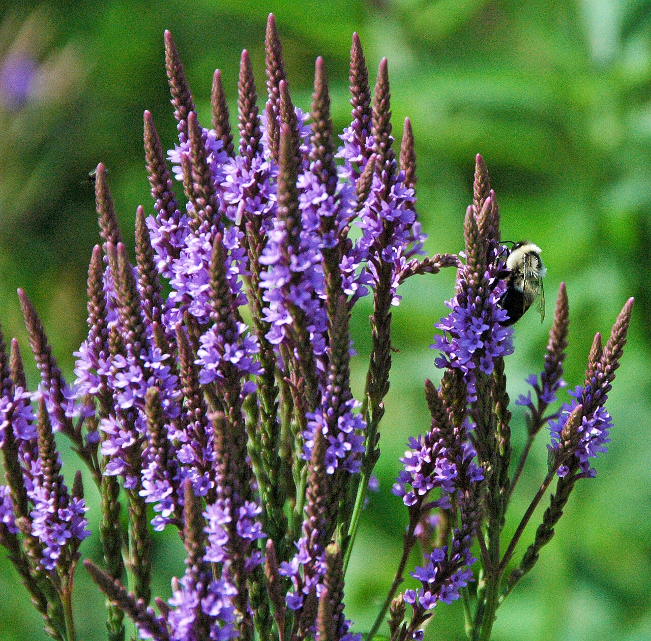 Blue Verbena Hastata Flower seeds for Planting - Colorful Display, Heirloom & GMO Free Seeds for Home Garden