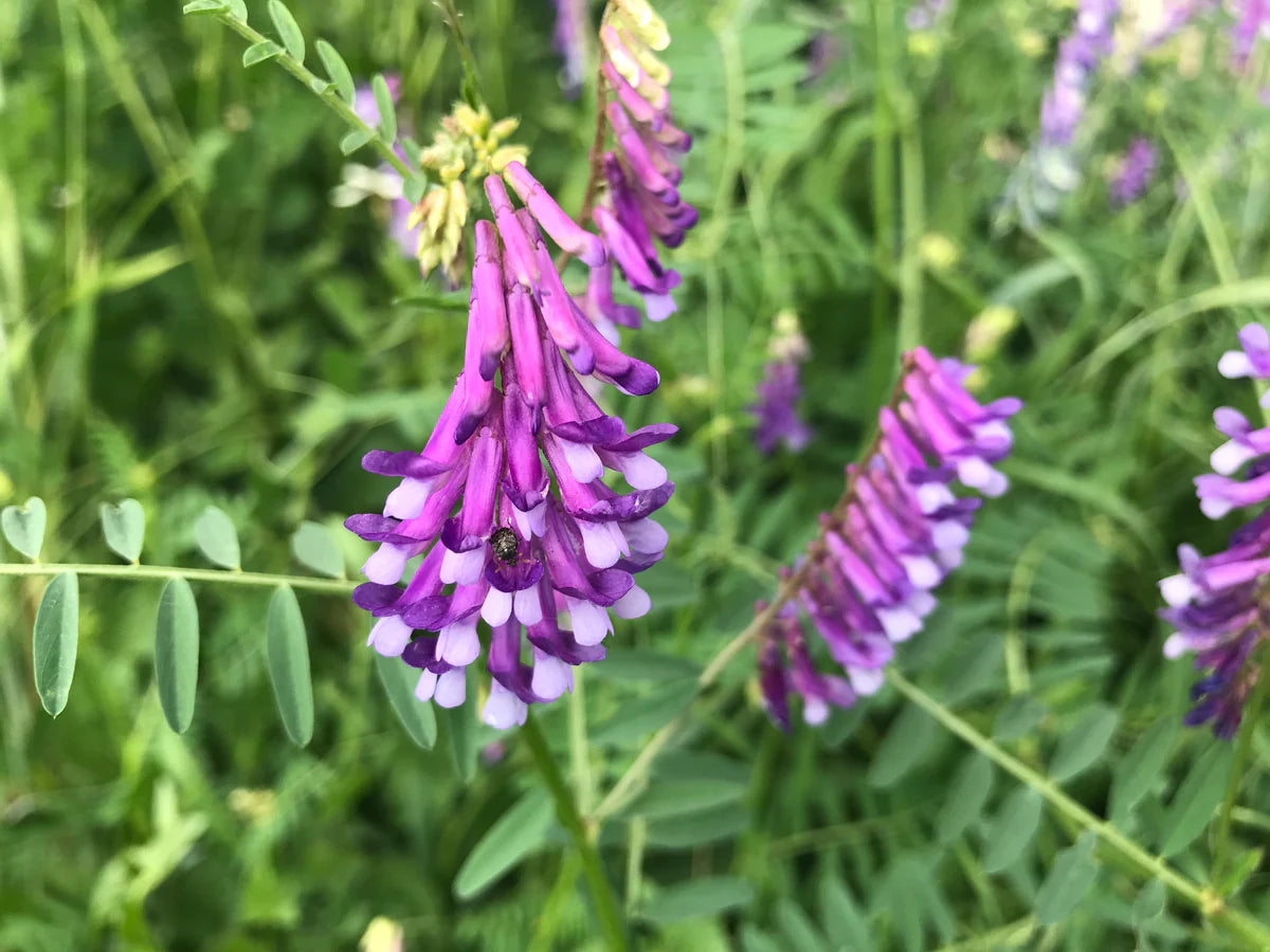 Blue Vetch Flower seeds for Planting - Shade Tolerant, Heirloom & GMO Free Seeds for Home Garden