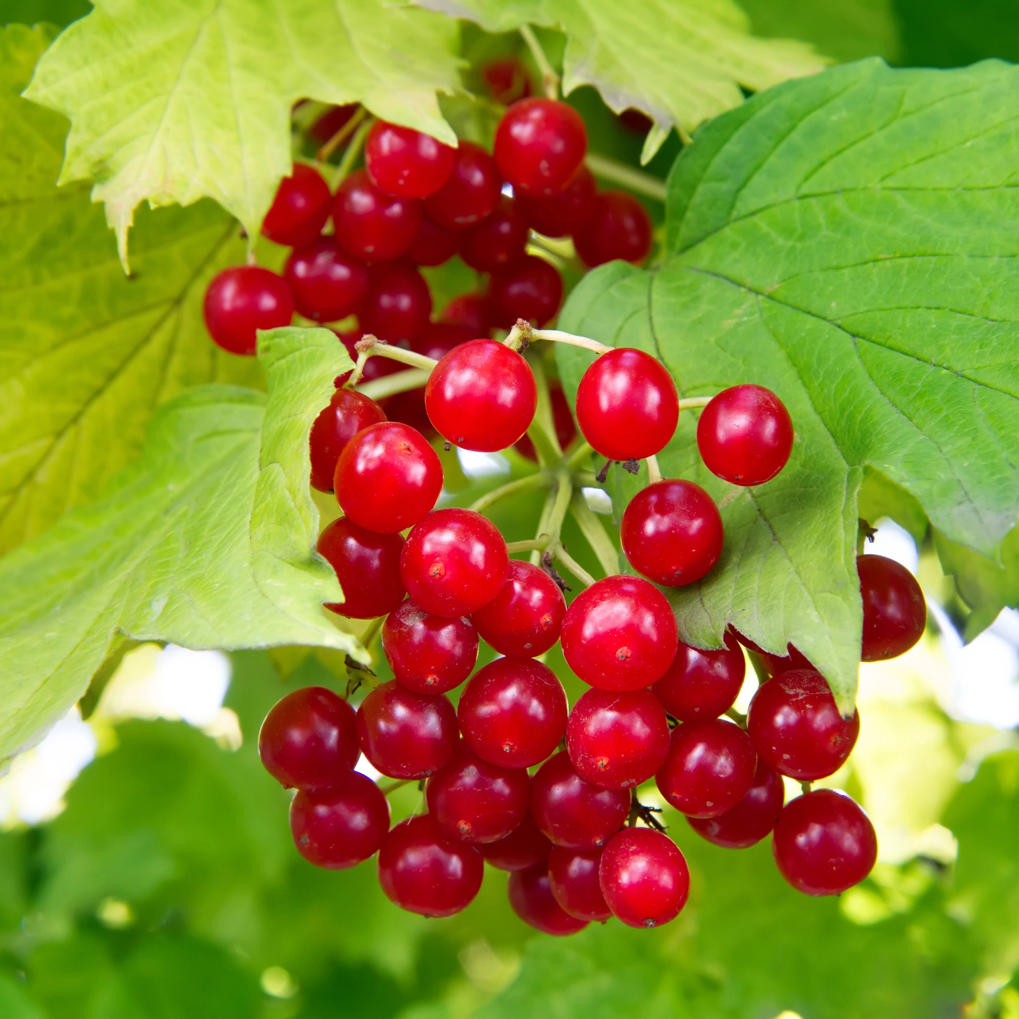 European Cranberry / Snowball Tree (Viburnum opulus) Seeds Perennial Fruit Seeds for Home Gardens, Raised Beds & Containers
