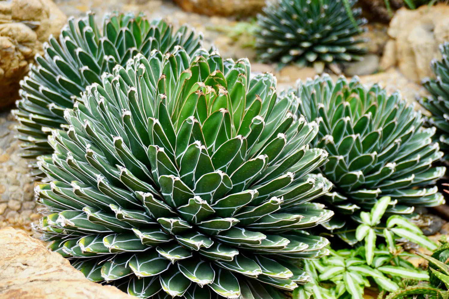 Green Victoria Agave Flower seeds blooming in flower beds, containers, borders, and pollinator-friendly gardens