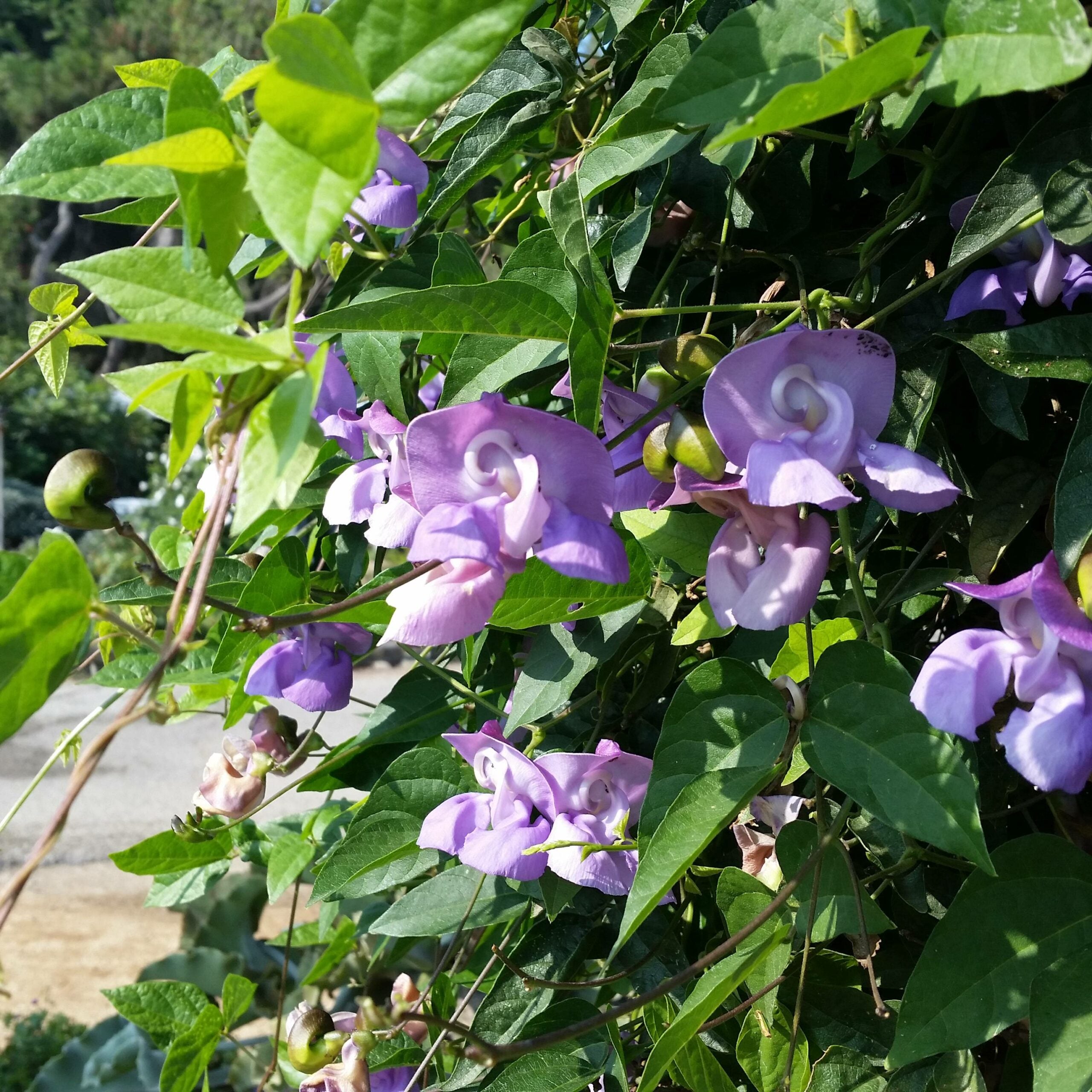 Vigna Caracalla Flower seeds for Planting - Cottage Garden Essential, Heirloom & GMO Free Seeds for Home Garden