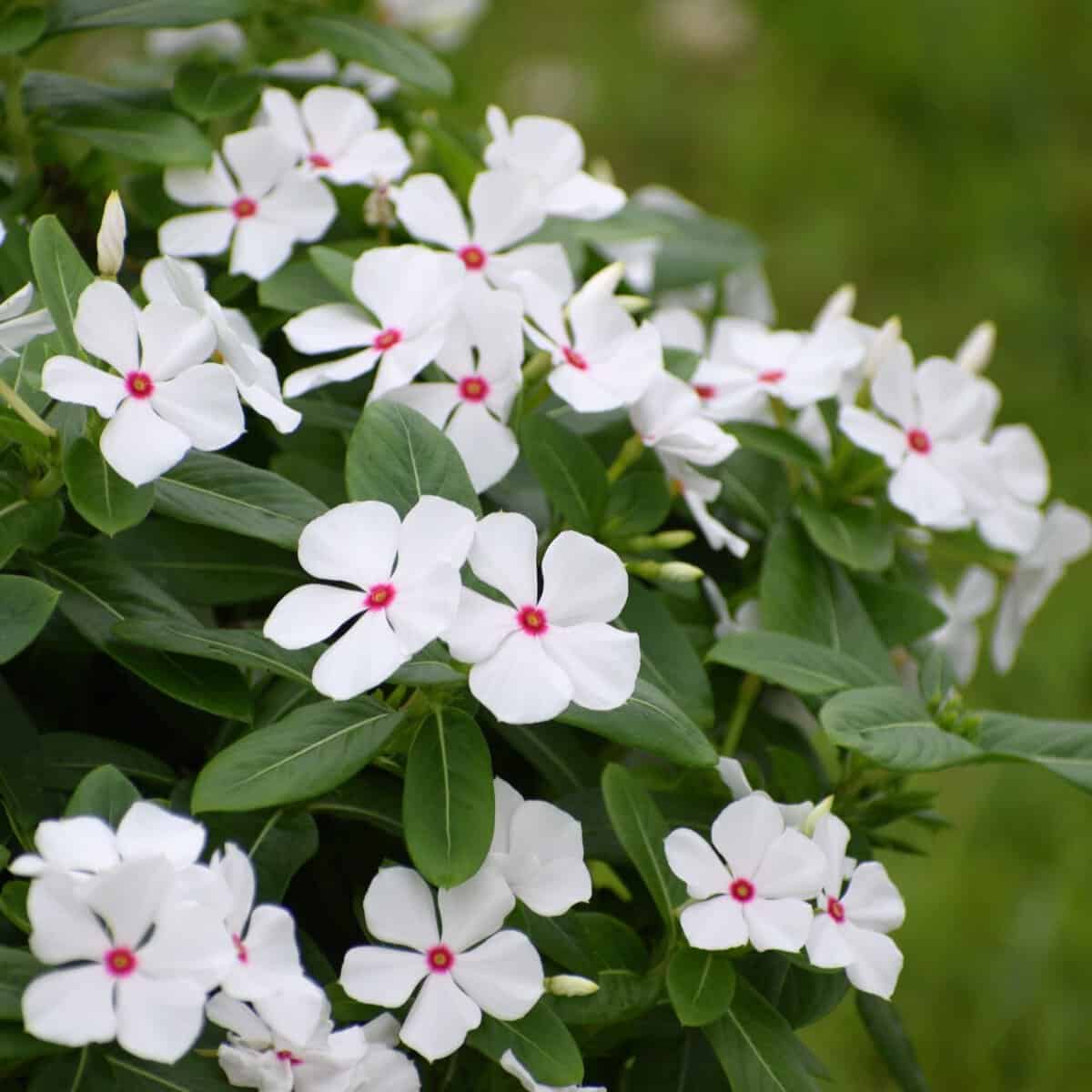 Vinca White Polka Dot Flower Seeds for Planting Unique Annuals for Your Garden