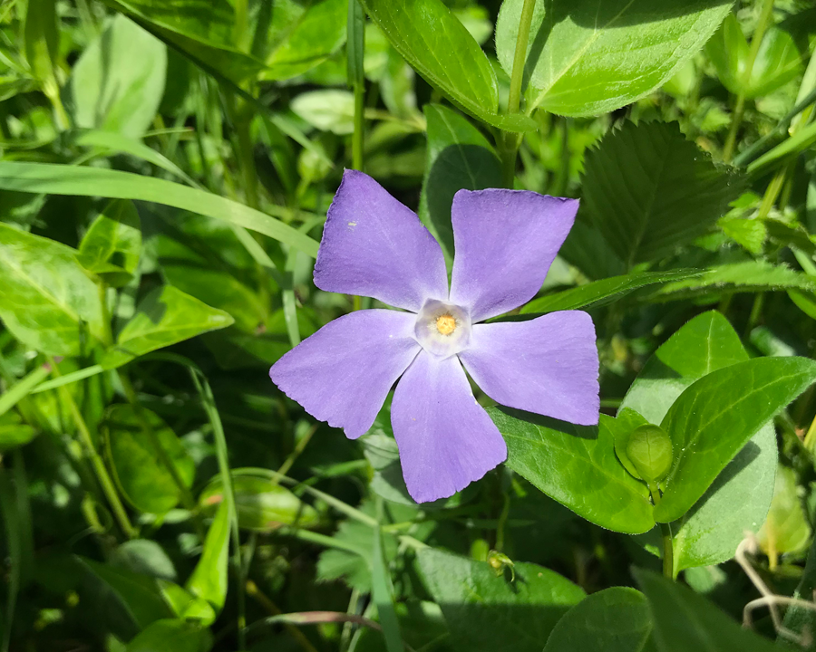 Violet Periwinkle Vinca Flower Seeds for Planting Hardy Variety Heirloom & GMO Free Seeds for Home Garden
Sale
