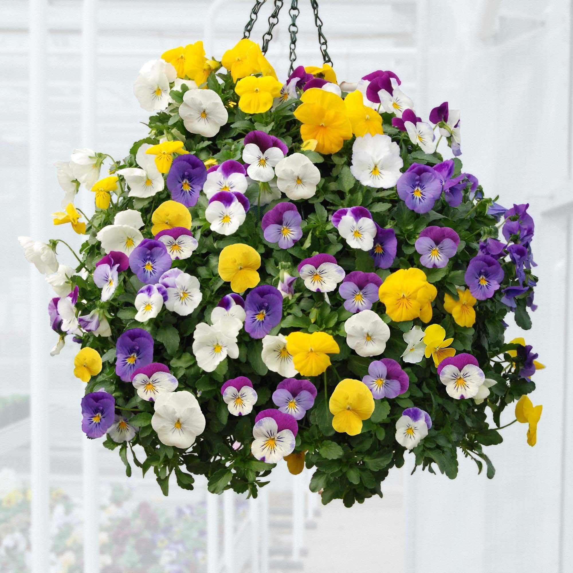 Viola Tricolor seeds for planting