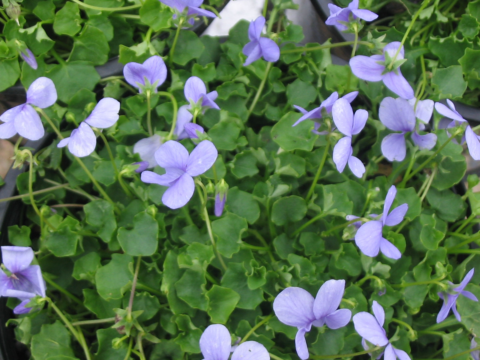 Light Blue Mini Violet Flower Seeds for Planting Garden Favorite Heirloom & GMO Free Seeds for Home Garden
Sale