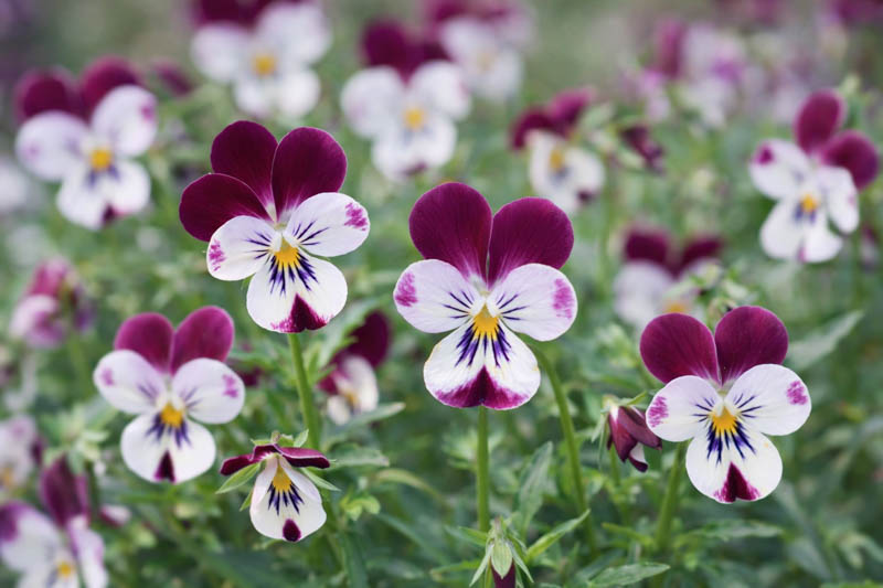 Mixed Viola Tricolor Flower seeds for Planting - Hardy Variety, Heirloom & GMO Free Seeds for Home Garden