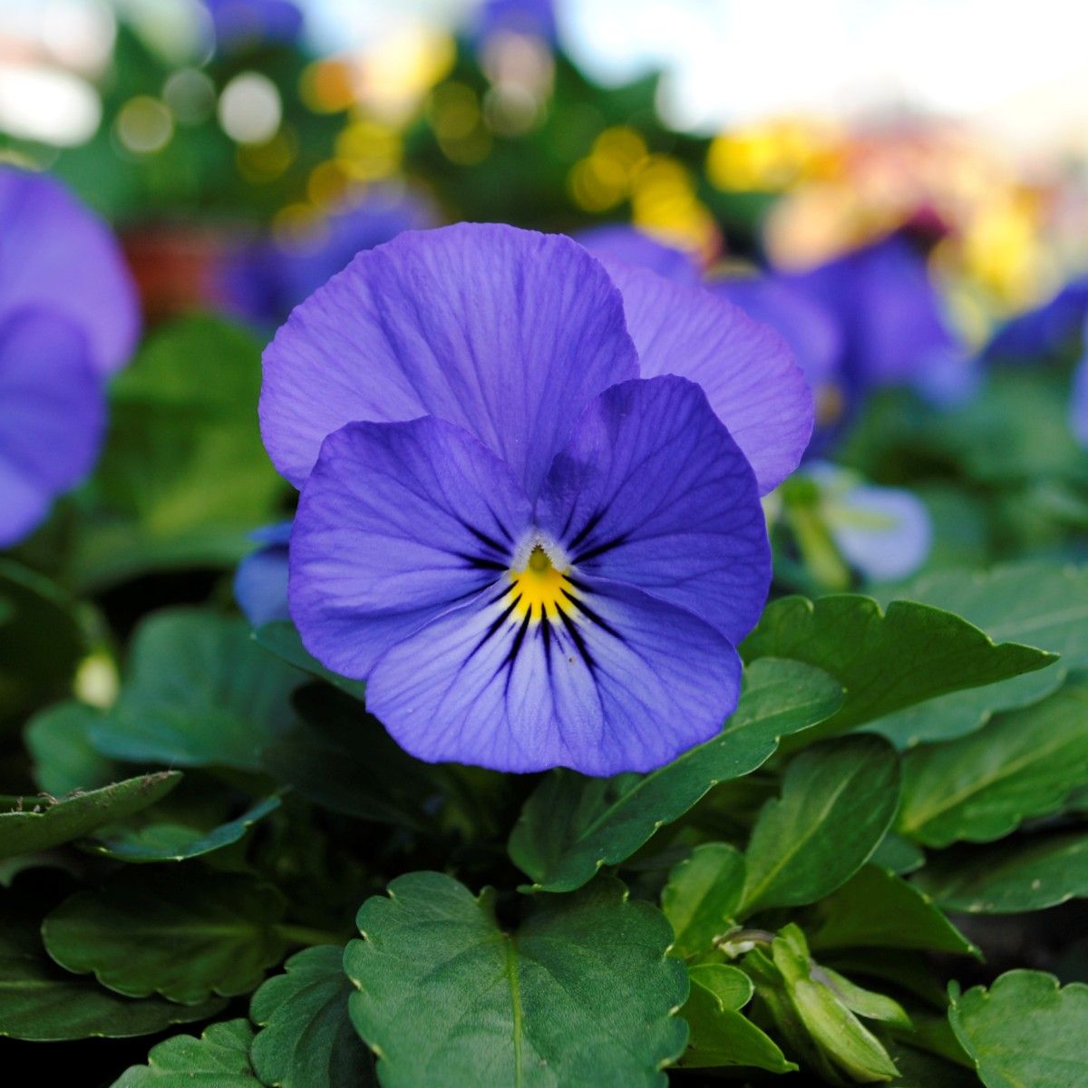 Violet Flower seeds for Planting - Premium Quality, Heirloom & GMO Free Seeds for Home Garden