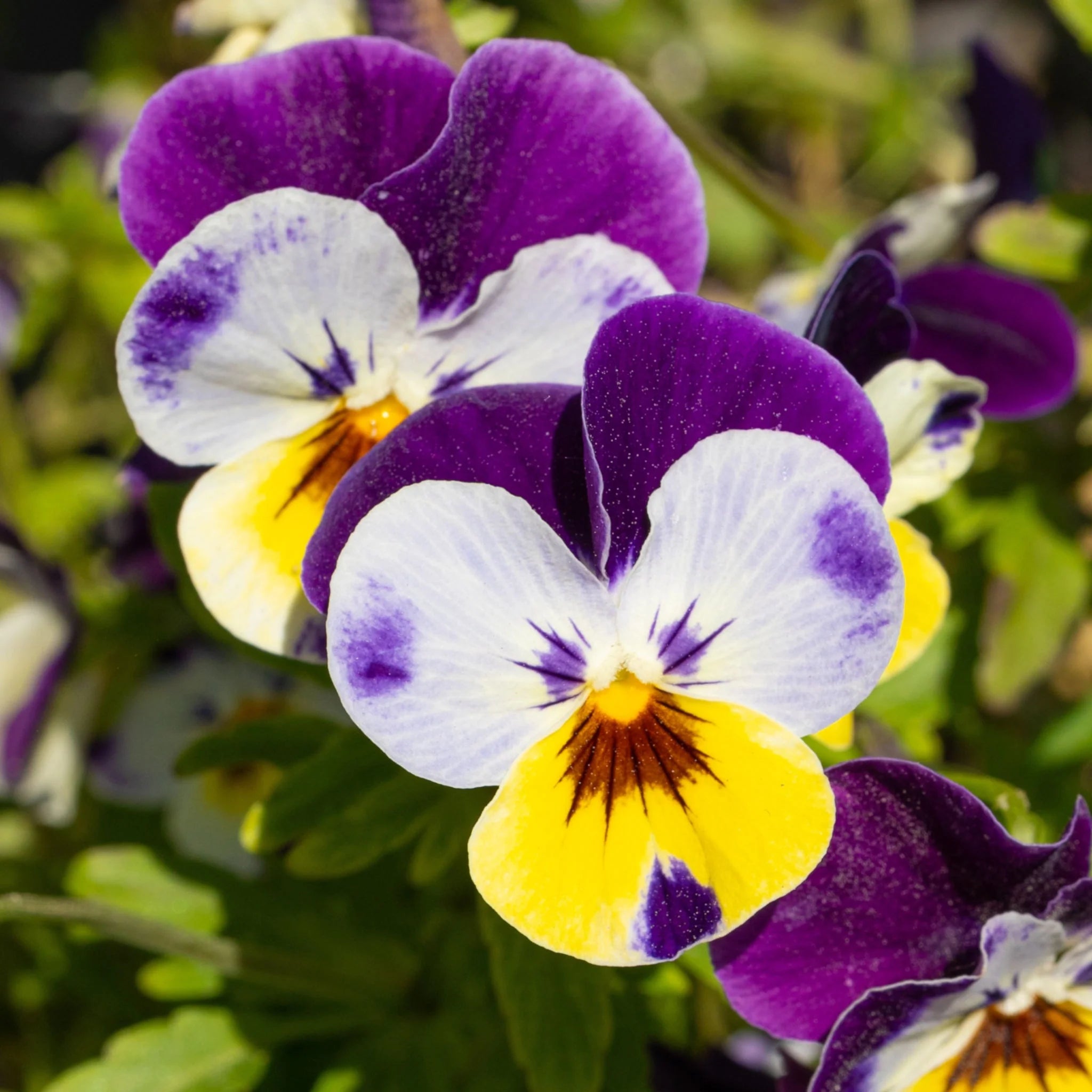 Johnny Jumpup Viola Flower seeds for Planting Colorful Display Heirloom & GMO Free Seeds for Home Garden
Sale