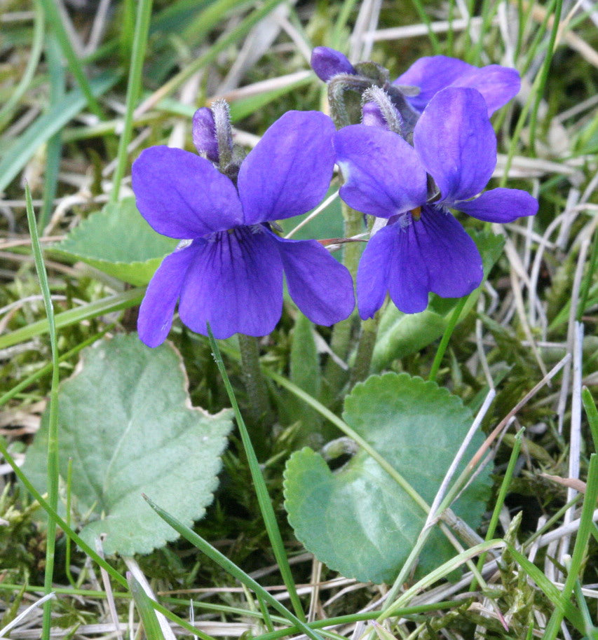 Viola Odorata Flower seeds for Planting - Vibrant Colors, Heirloom & GMO Free Seeds for Home Garden