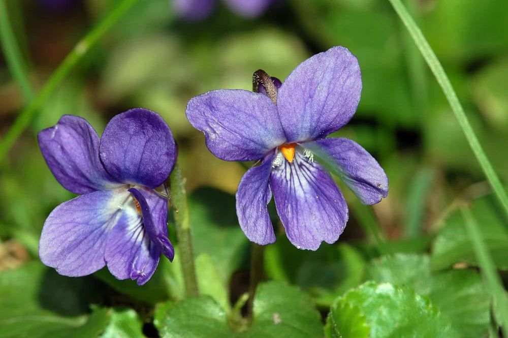 Viola Yedoensis Flower seeds for Planting Premium Quality Heirloom & GMO Free Seeds for Home Garden