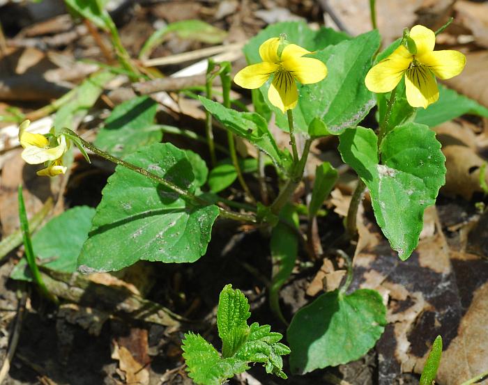 Yellow Viola Pubescens Plant Seeds for Planting