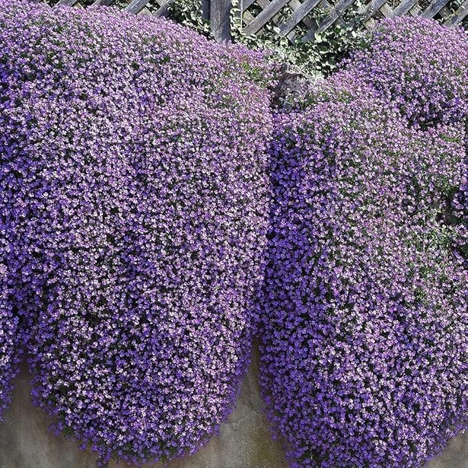 Ornamental Violet Aubrieta Cultorum flowering plant