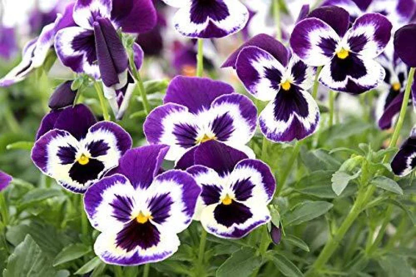 Violet Pansy Seeds for Planting