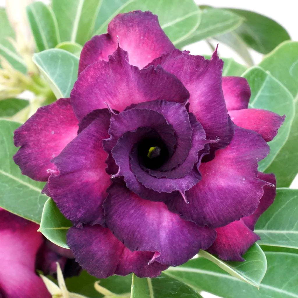 Violet Pink Adenium Obesum Flower seeds for Planting Sun Loving Heirloom & GMO Free Seeds for Home Garden