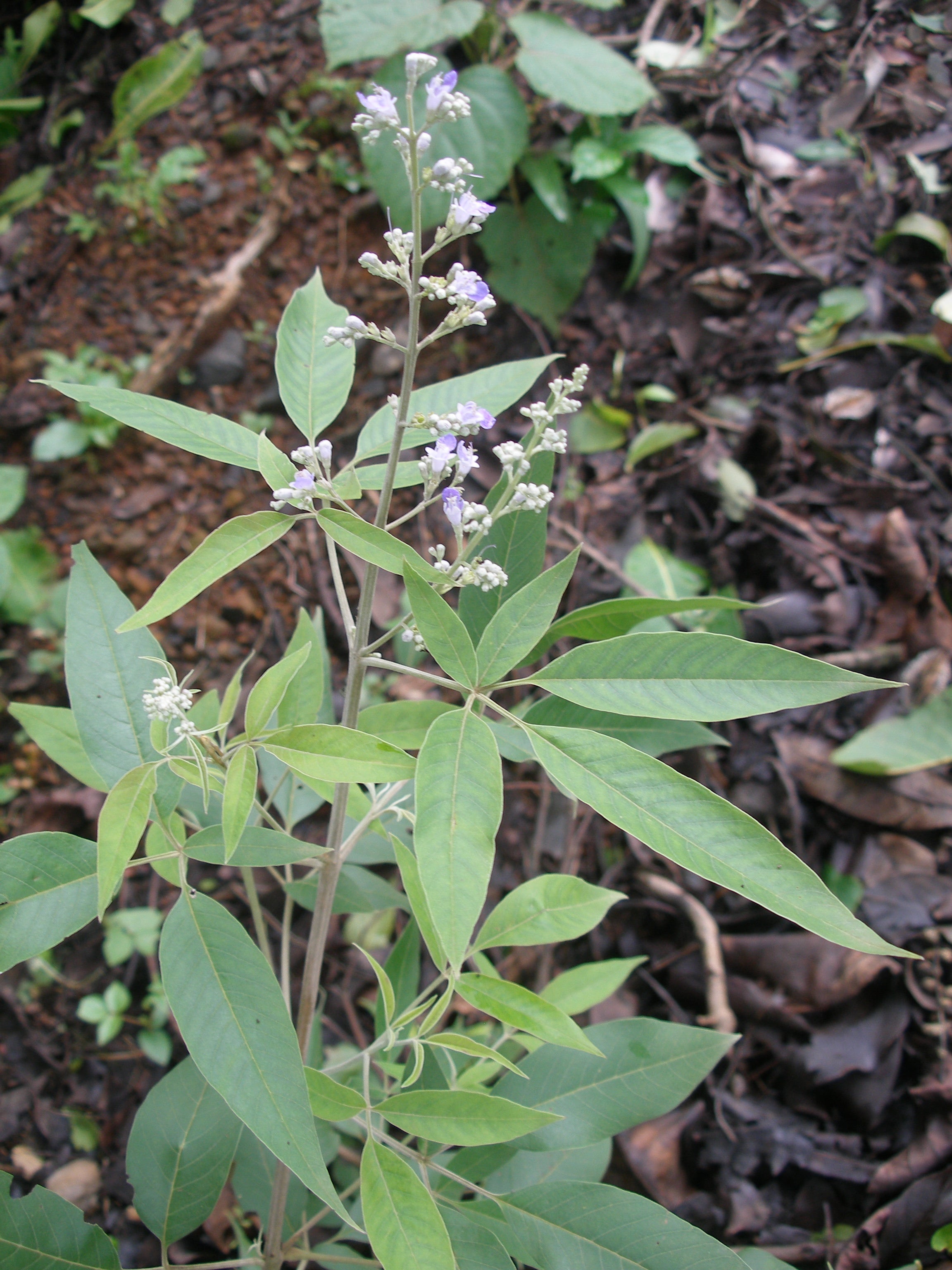 Vitex Negundo Planting Seeds - Premium Quality Foliage Shrub For Lush Greenery And Aromatic