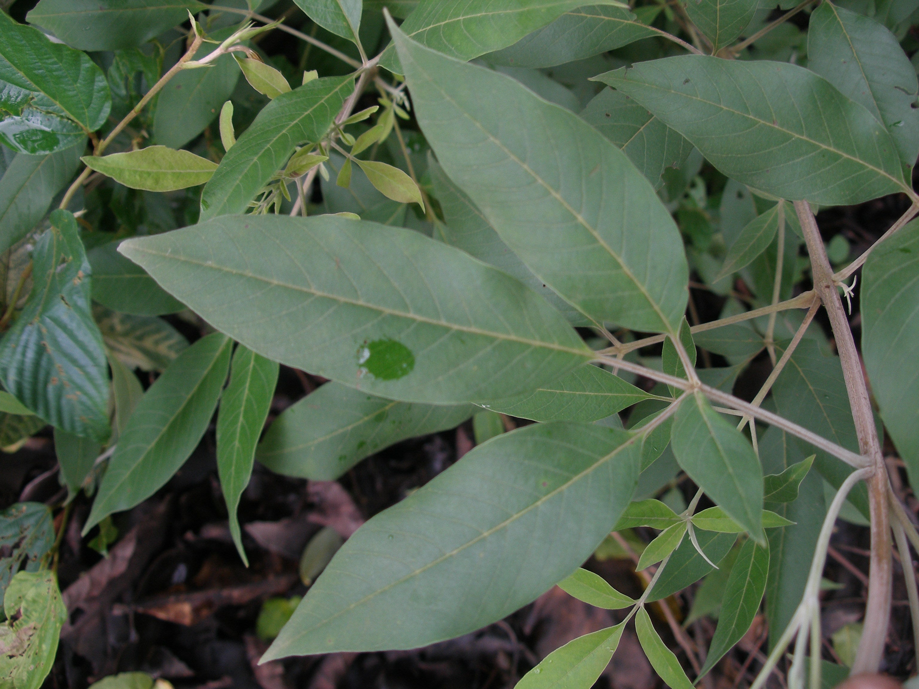 Vitex Negundo Planting Seeds - Premium Quality Foliage Shrub For Lush Greenery And Aromatic