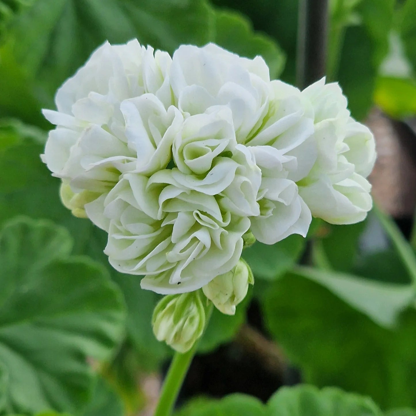 Light Green Geranium Flower Seeds for Planting Cottage Garden Essential Heirloom & GMO Free Seeds for Home Garden
Sale