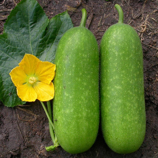 Wax Gourd Planting Seeds Ideal for Your Vegetable Garden
