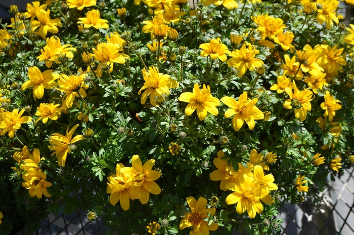 Bidens Flower seeds for Planting Low Maintenance Heirloom & GMO Free Seeds for Home Garden