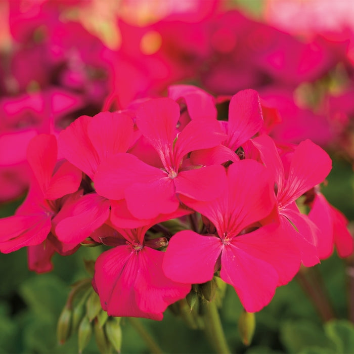 Rose Pelargonium Peltatum Seeds for Planting Wildflower Mix Heirloom & GMO Free Seeds for Home Garden
Sale