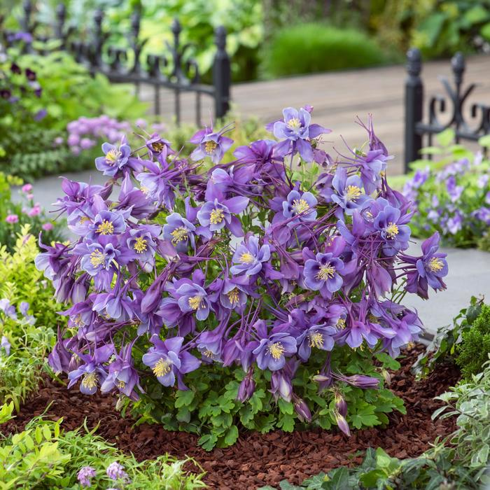 Violet Blue Aquilegia Flower Seeds for Planting Easy to Grow Heirloom & GMO Free Seeds for Home Garden
Sale