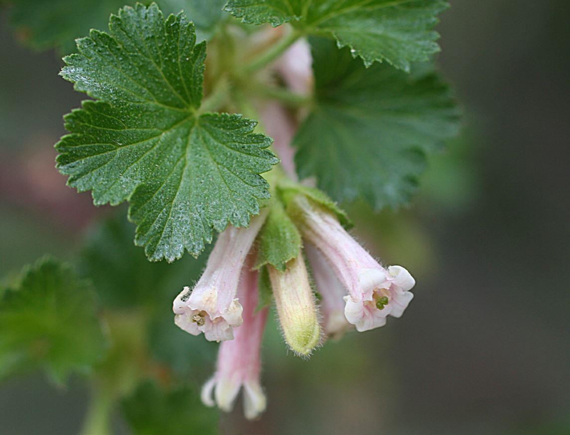 Pink Ribes Cereum Flower seeds for Planting - Compact Growth, Heirloom & GMO Free Seeds for Home Garden
