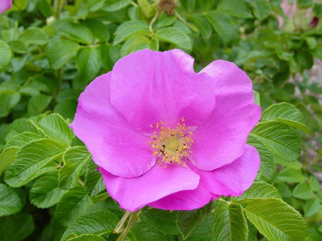 Kartoffelrose Flower seeds for Planting - Colorful Display, Heirloom & GMO Free Seeds for Home Garden