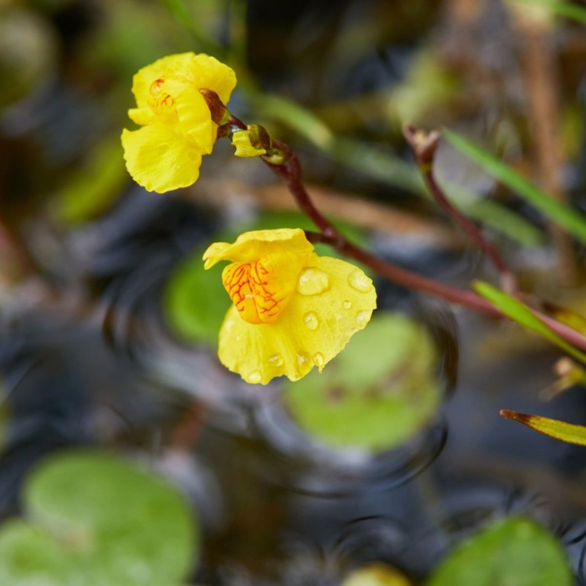 Bladderwort Flower Seeds for Planting Grow Unique Aquatic Blooms