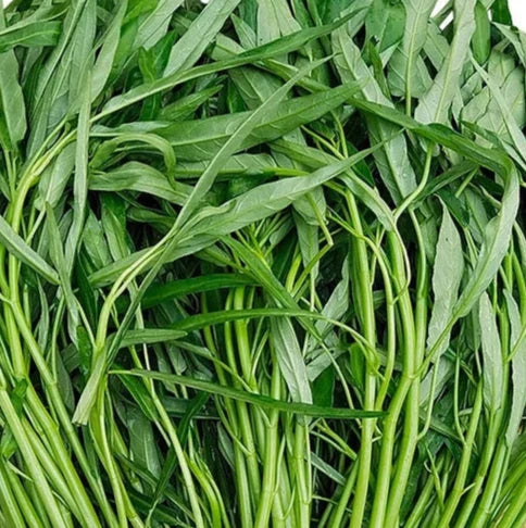 Buy Kang Kong Seeds online
Buy Chinese Convolvulus seeds online
Buy Morning glory spinach seeds online
