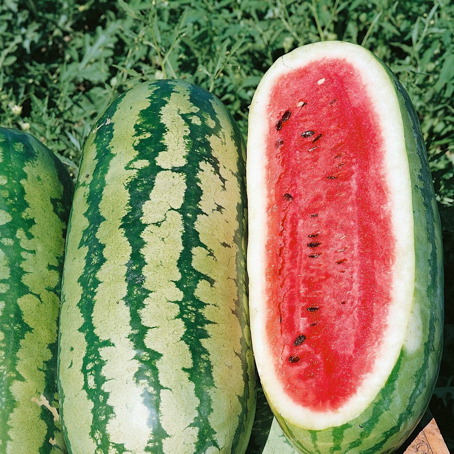 Rattlesnake Watermelon Seeds for Planting - Heirloom Fruit Variety, Perfect for Spring Gardens