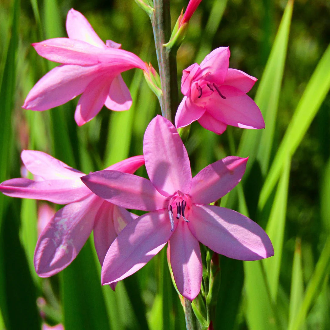 Watsonia Borbonica Flower seeds for Planting Wildflower Mix Heirloom & GMO Free Seeds for Home Garden