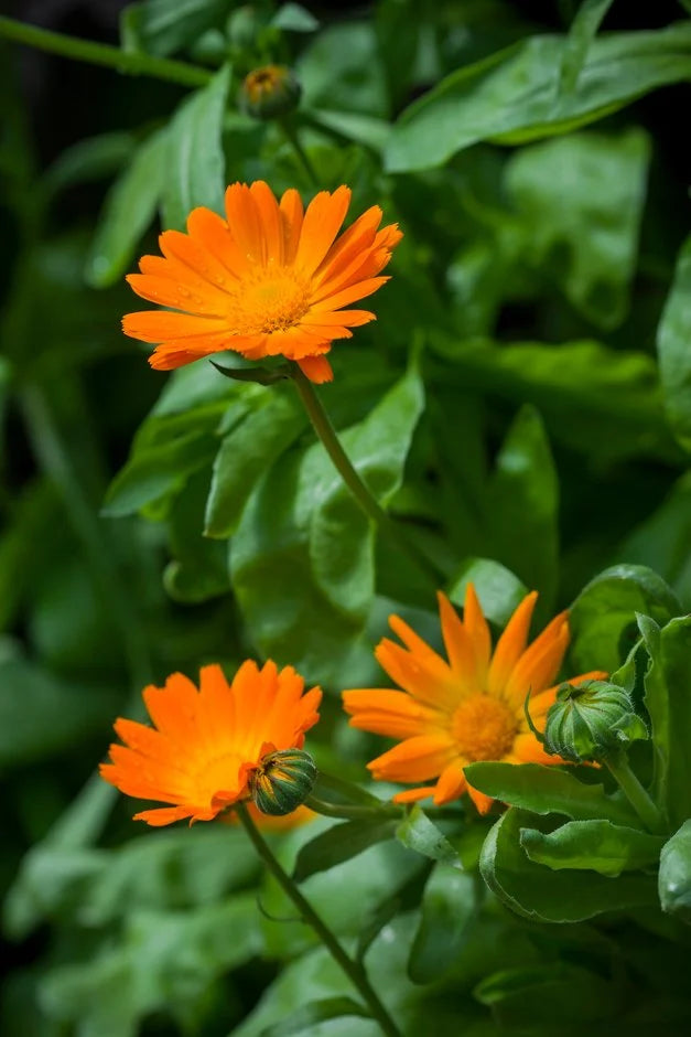 Calendula Officinalis Flower seeds for Planting - Easy to Grow, Heirloom & GMO Free Seeds for Home Garden