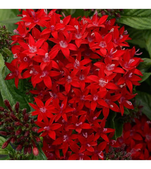 Red Pentas Flower Seeds for Planting