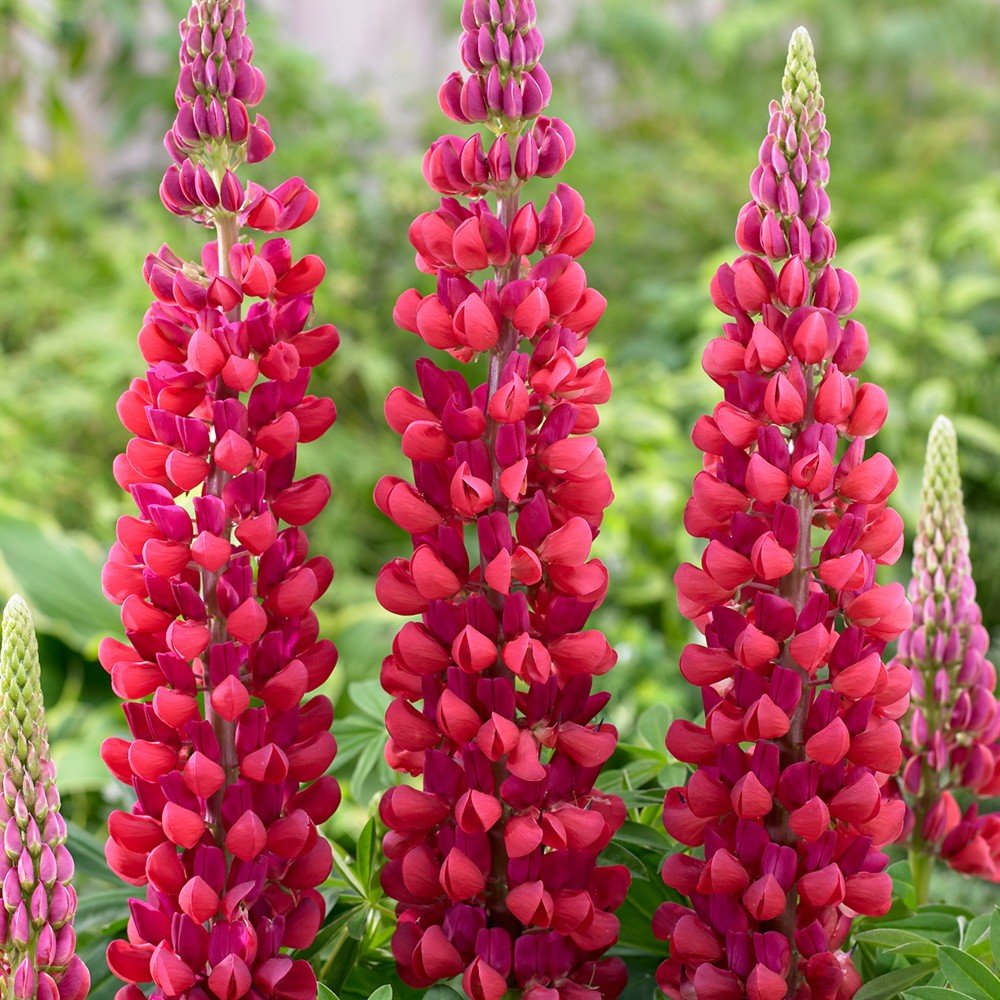 Red Lupine Flower seeds for Planting Bright Blooms Heirloom & GMO Free Seeds for Home Garden