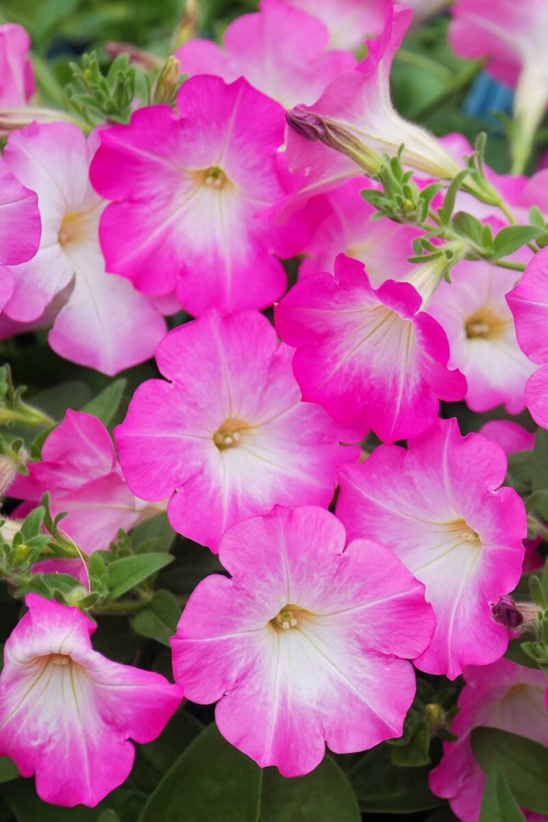 Petunia EZ Rider Frilly Ruffle Mix Seeds for Planting Frilly Petunia Blooms