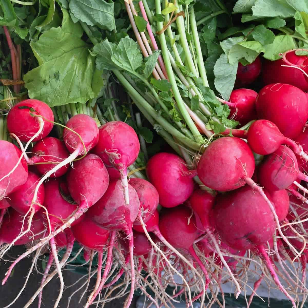 Purple Radish Seeds for Easy Planting