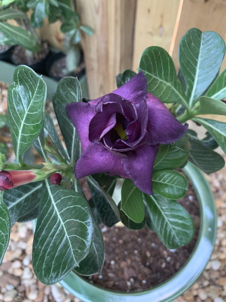 Purple Adenium Obesum Flower seeds blooming in flower beds, containers, borders, and pollinator-friendly gardens